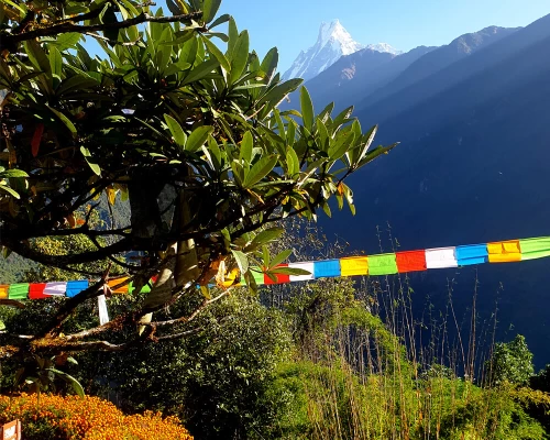 Mt. Fishtail View From Chhumrung