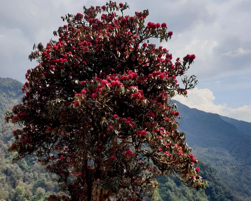 Poon Hill Abc Trek In Spring Season